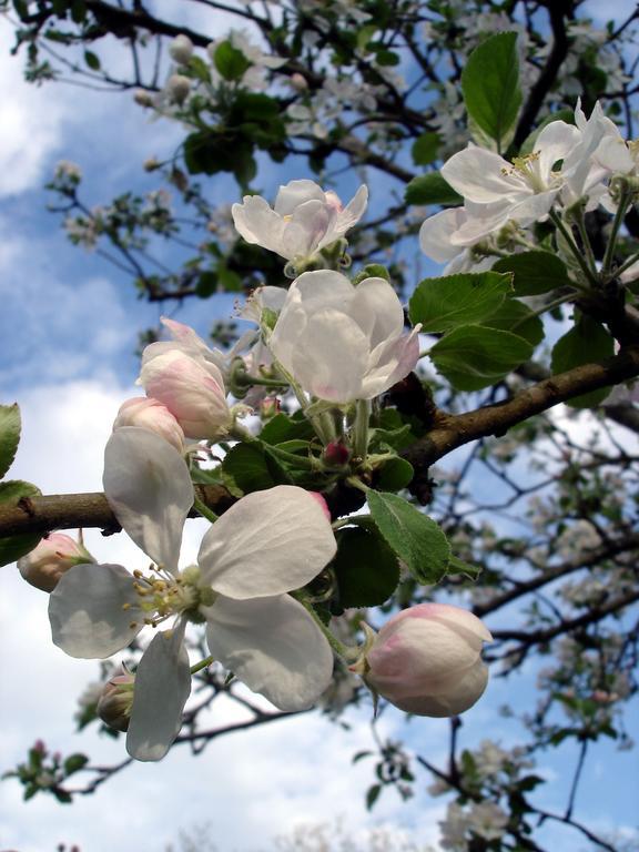 Gite Au Jardin Meilhan-sur-Garonne Habitación foto