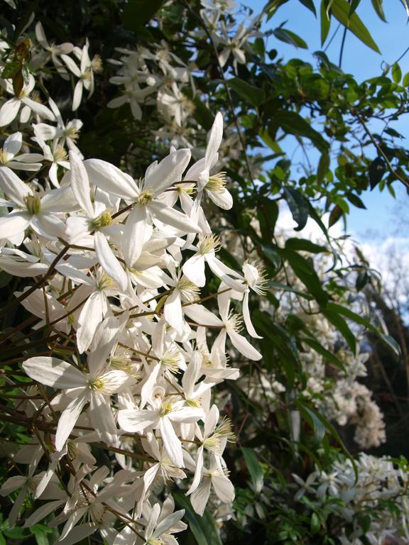 Gite Au Jardin Meilhan-sur-Garonne Habitación foto